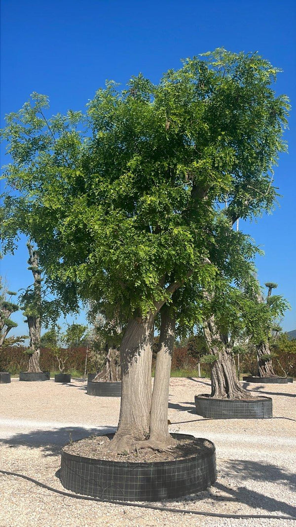 SOPHORA JAPONICA Sofora pendula