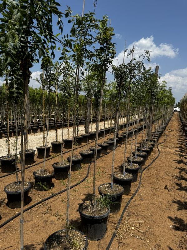 SORBUS AUCUPARIA Sorbo degli uccellatori