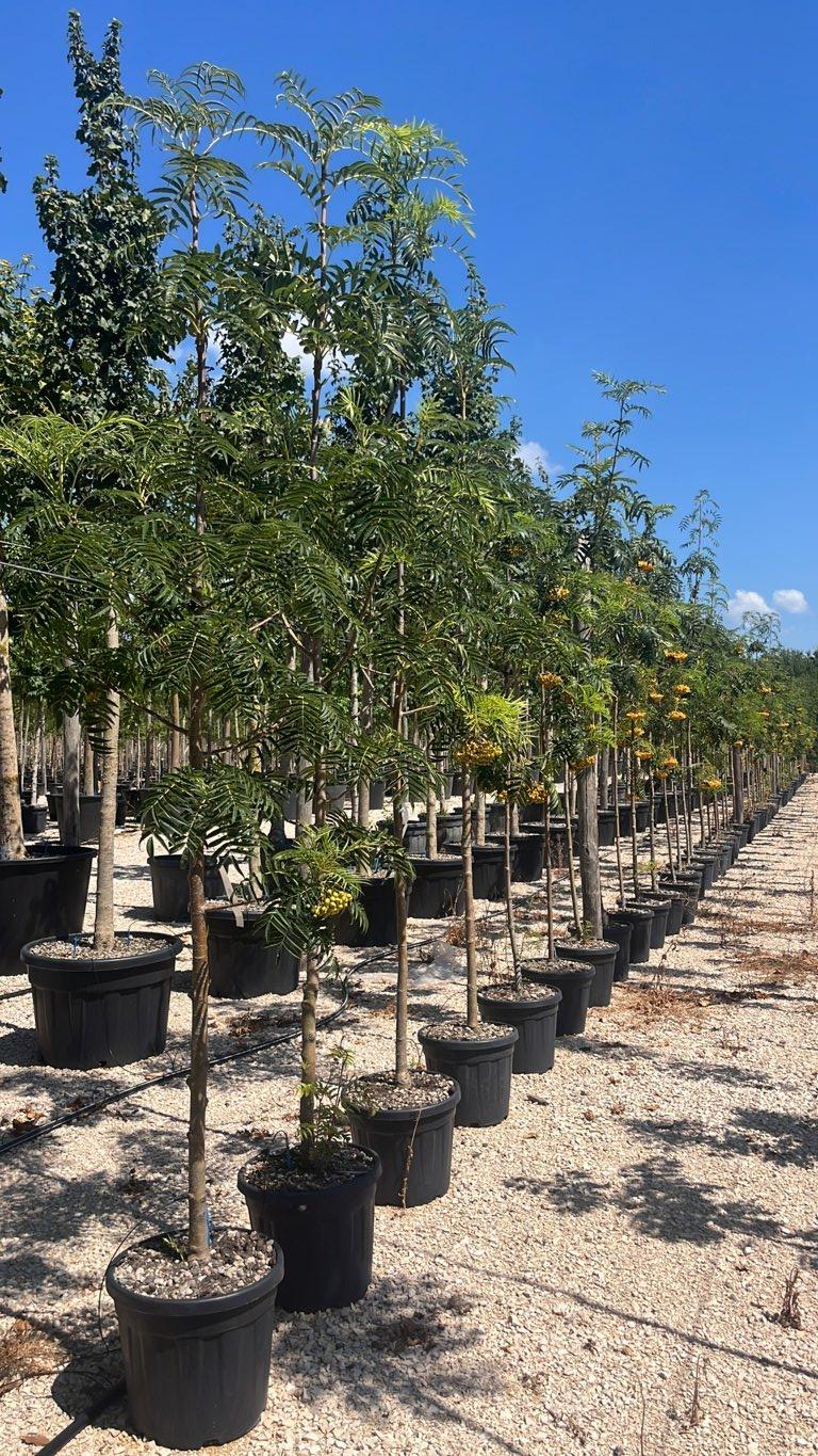 SORBUS DODONG Sorbo Dodong