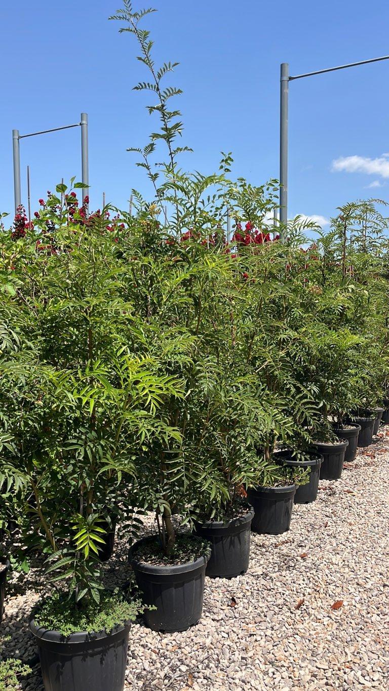 SORBUS DODONG Sorbo Dodong