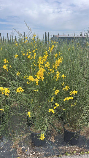 SPARTIUM JUNCEUM Ginestra odorosa
