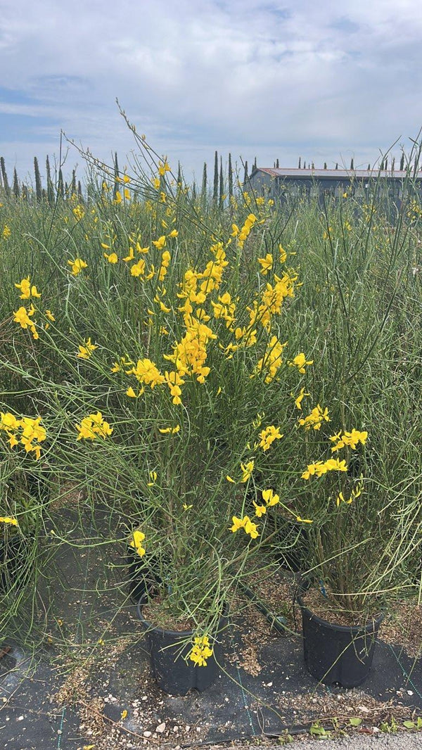 SPARTIUM JUNCEUM Ginestra odorosa