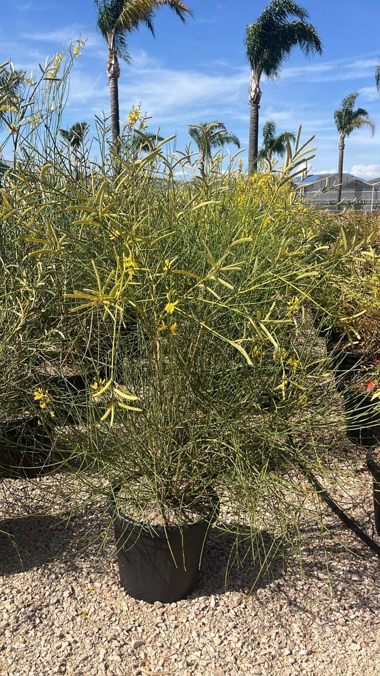 SPARTIUM JUNCEUM Ginestra odorosa