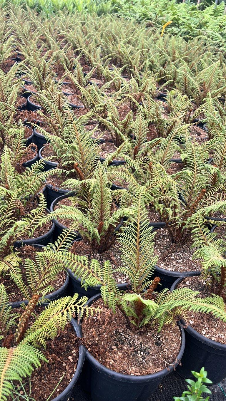 SPHAEROPTERIS TOMENTOSISSIMA Cyathea tomentosissima