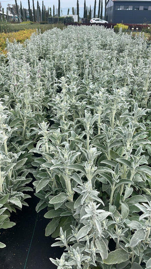 STACHYS BYZANTINA Orecchie di coniglio