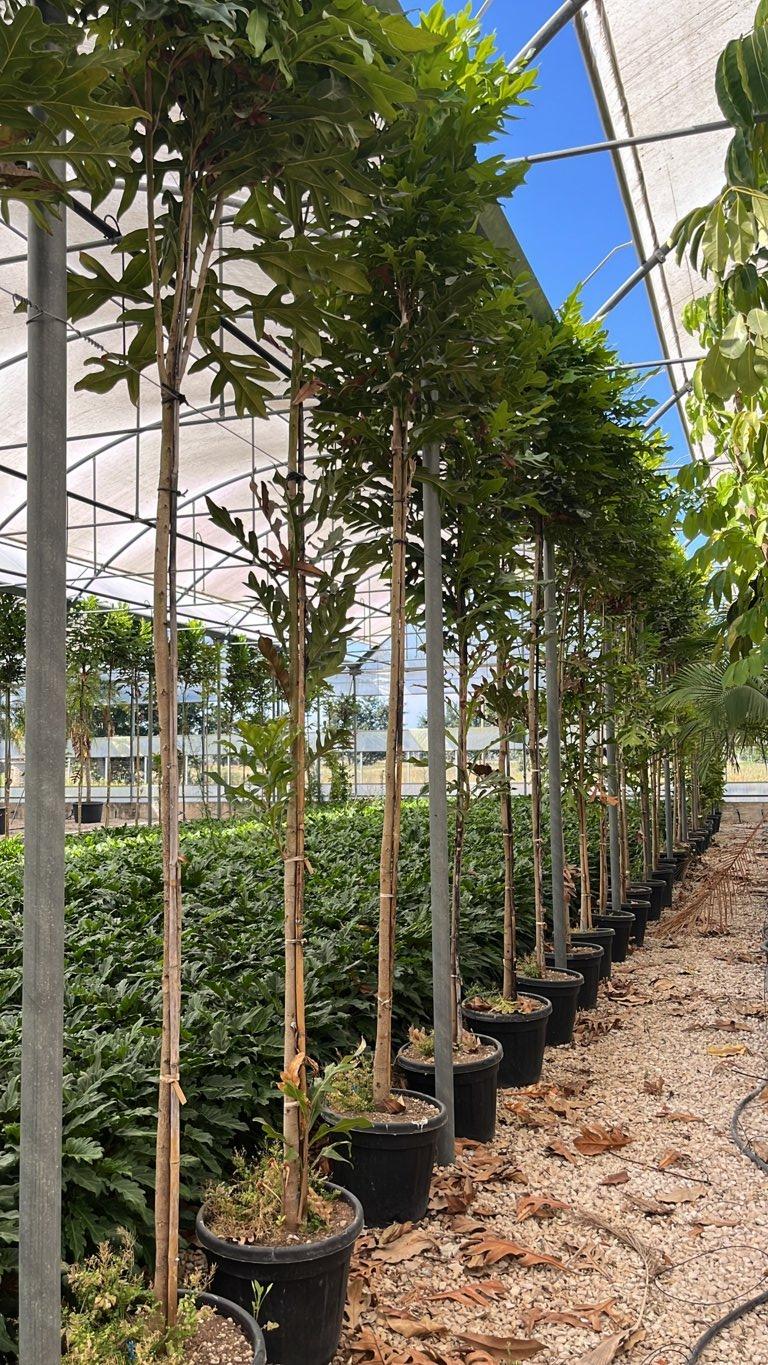 STENOCARPUS SINATUS Albero delle ruote di fuoco