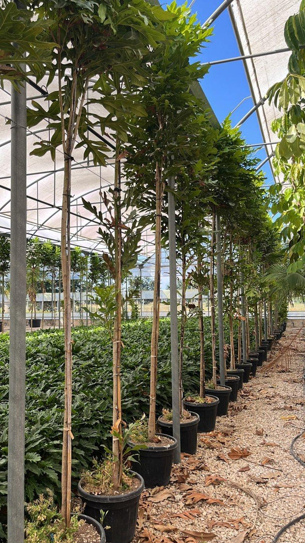 STENOCARPUS SINATUS Albero delle ruote di fuoco