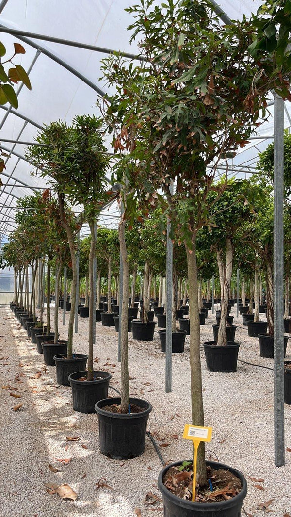 STENOCARPUS SINATUS Albero delle ruote di fuoco