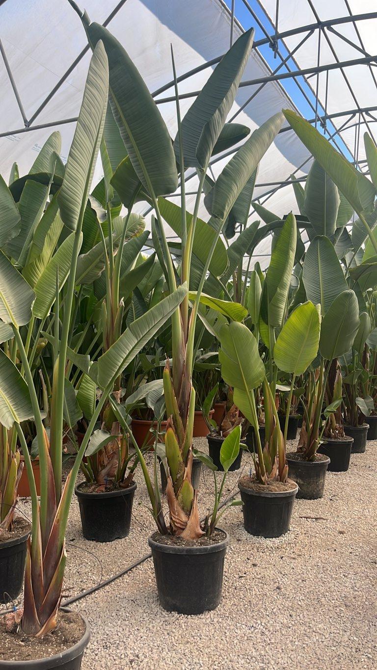 STRELITZIA NICOLAI uccello del paradiso gigante