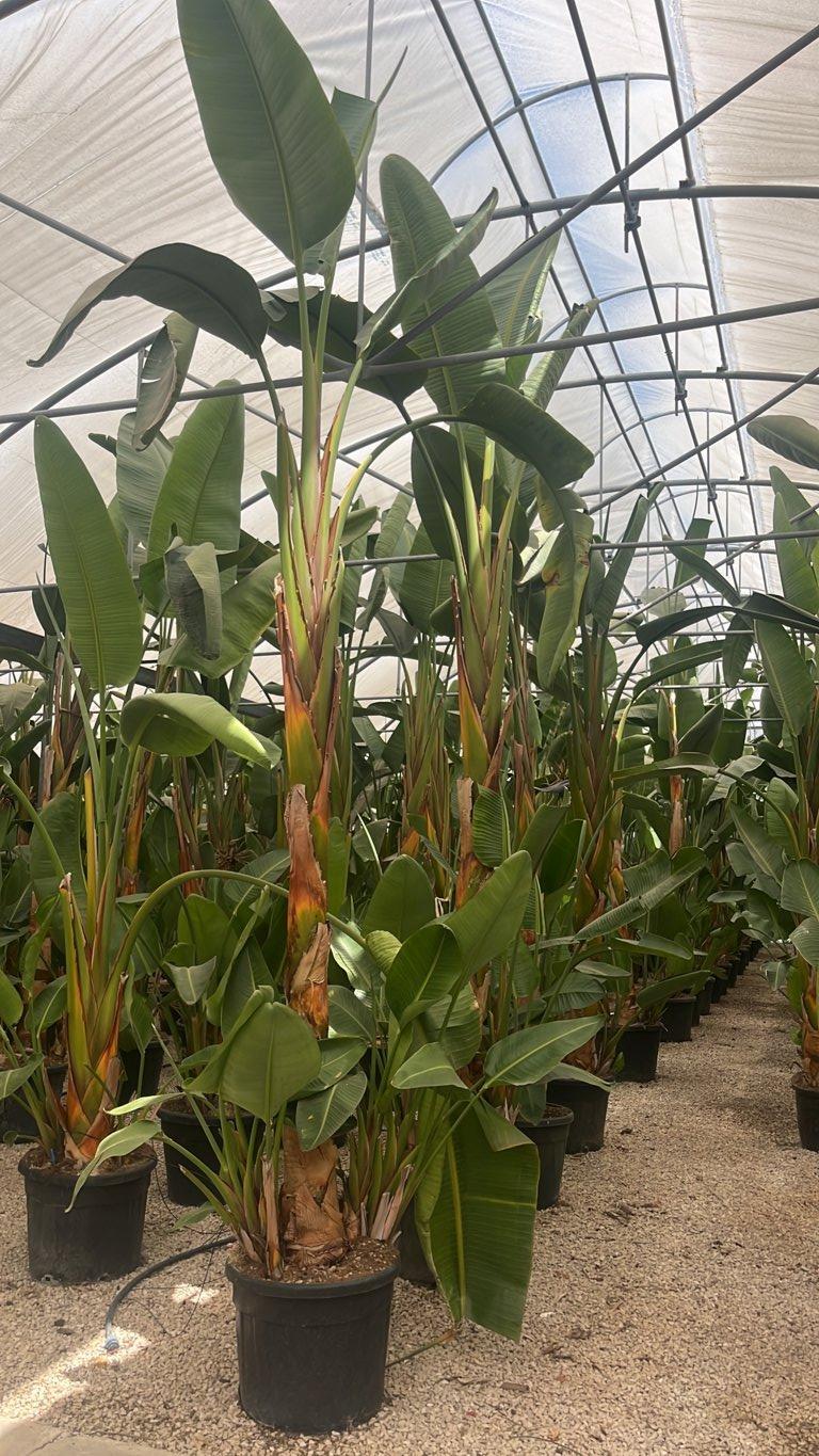 STRELITZIA NICOLAI uccello del paradiso gigante
