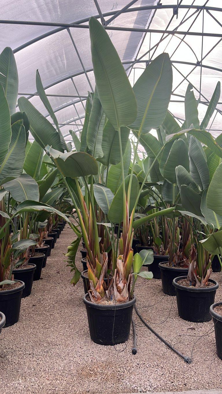STRELITZIA NICOLAI uccello del paradiso gigante