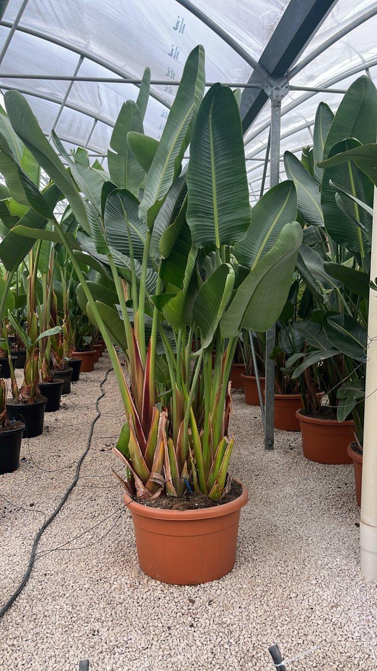 STRELITZIA NICOLAI uccello del paradiso gigante