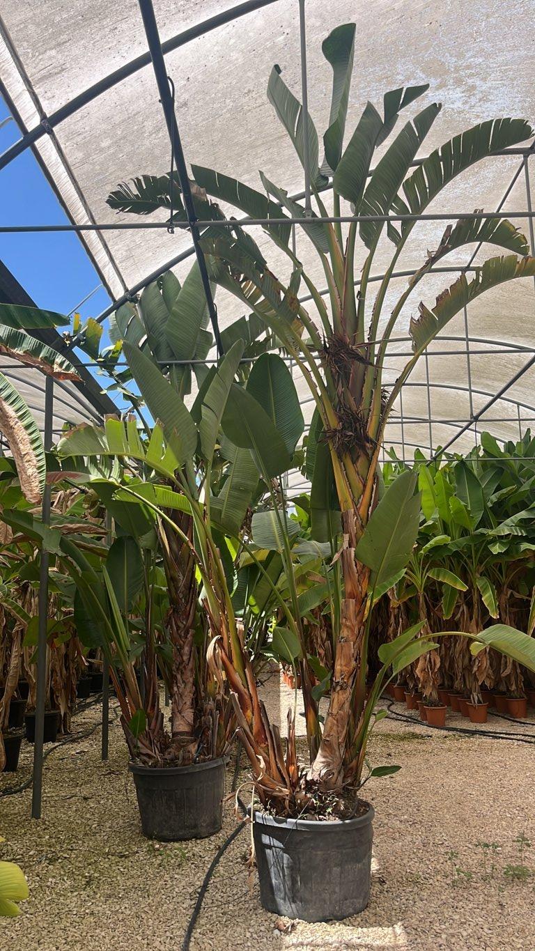 STRELITZIA NICOLAI uccello del paradiso gigante