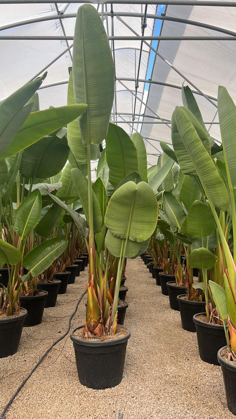 STRELITZIA NICOLAI uccello del paradiso gigante