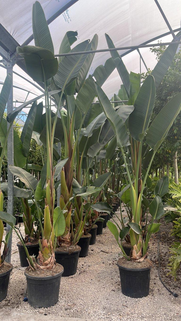 STRELITZIA NICOLAI uccello del paradiso gigante