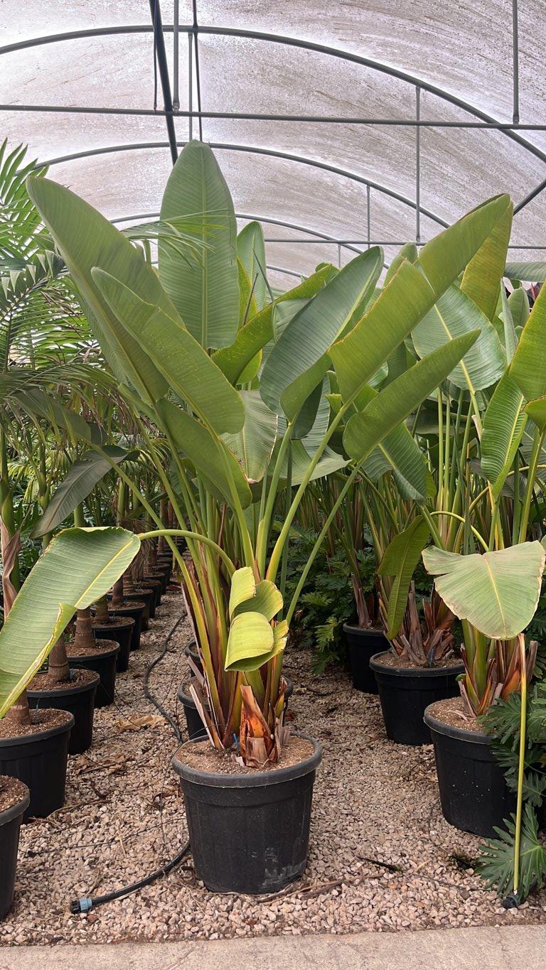 STRELITZIA NICOLAI uccello del paradiso gigante