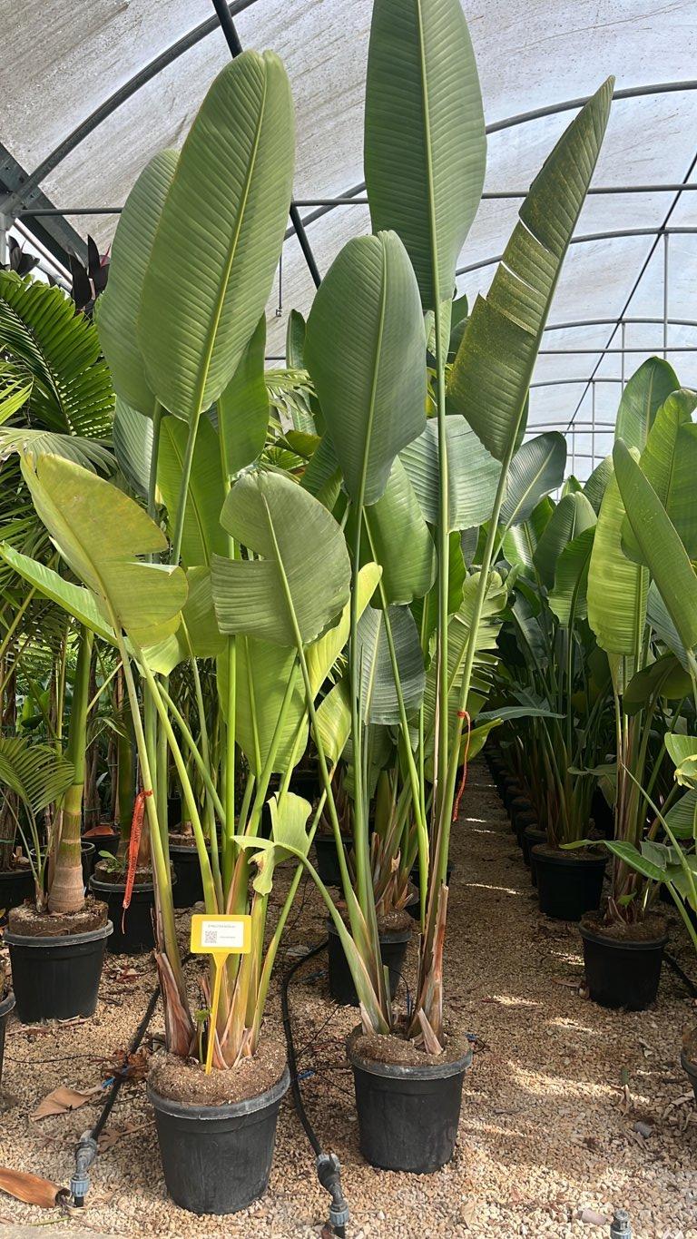 STRELITZIA NICOLAI uccello del paradiso gigante