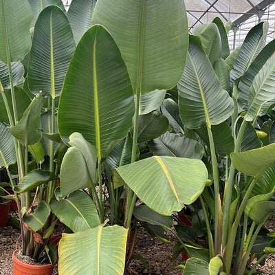 Piante grandi