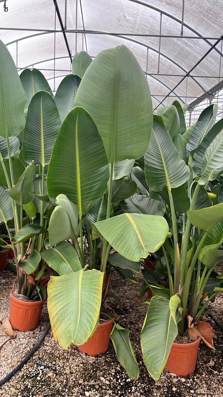 STRELITZIA NICOLAI uccello del paradiso gigante