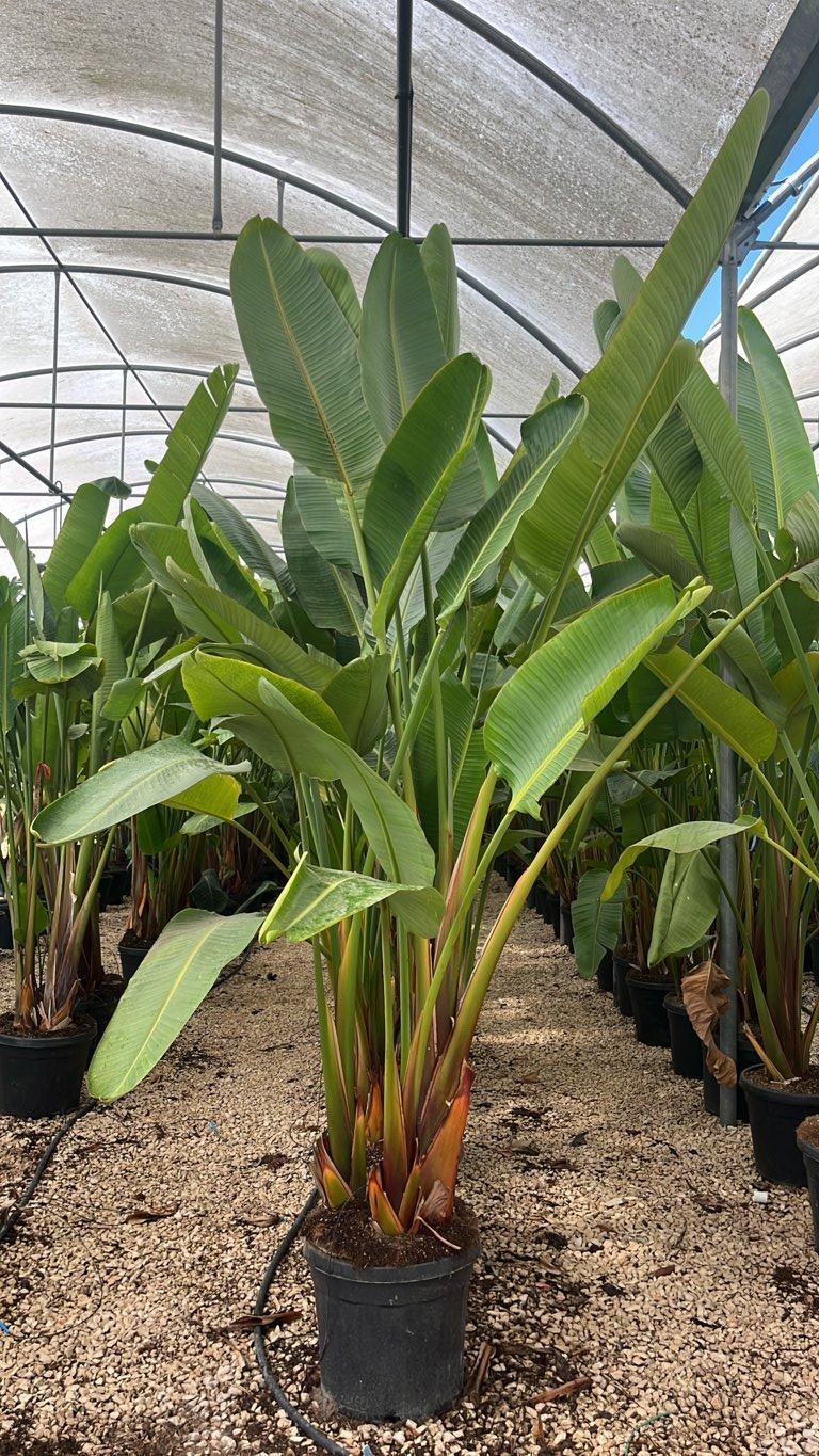 STRELITZIA NICOLAI uccello del paradiso gigante
