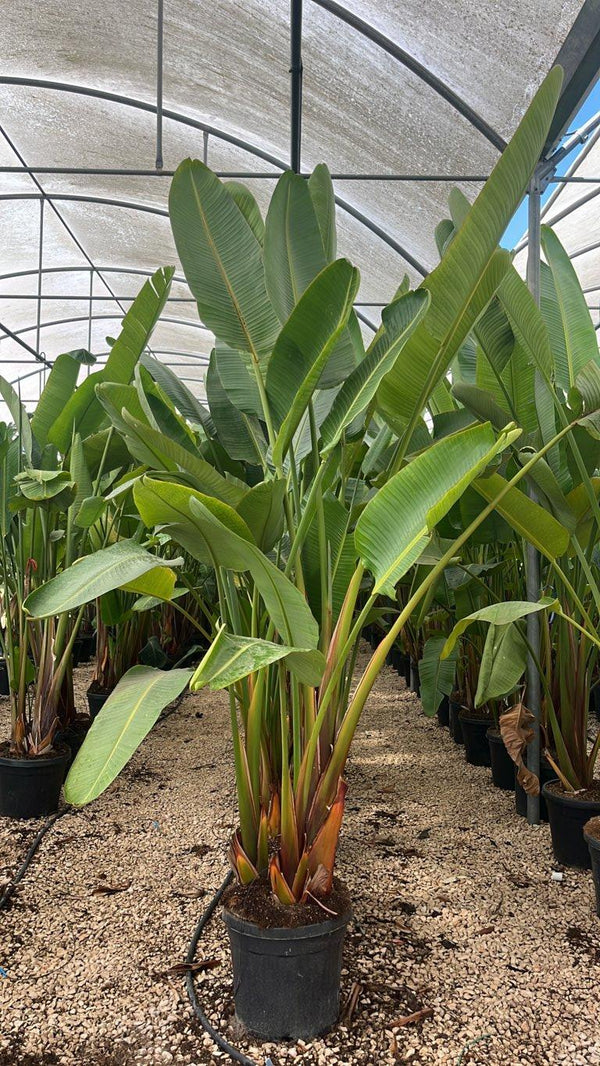 STRELITZIA NICOLAI uccello del paradiso gigante