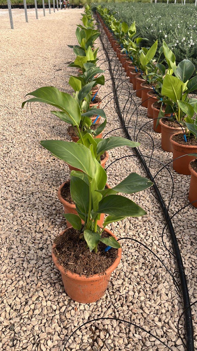 STRELITZIA NICOLAI uccello del paradiso gigante