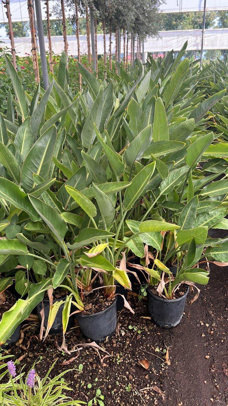 STRELITZIA REGINAE MANDELA S GOLD Uccello del paradiso