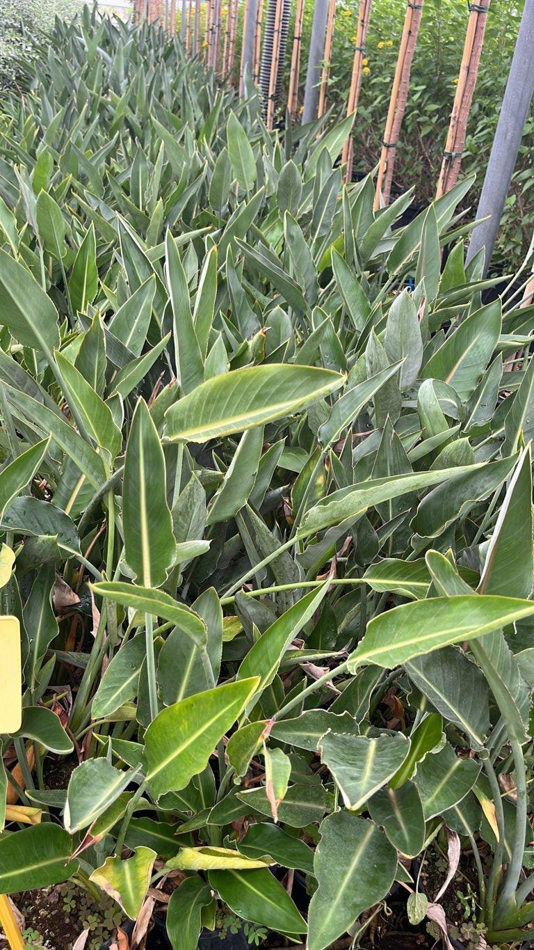 STRELITZIA REGINAE Uccello del paradiso