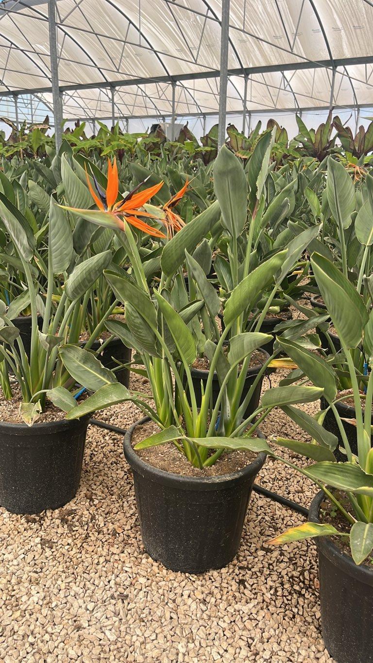 STRELITZIA REGINAE Uccello del paradiso