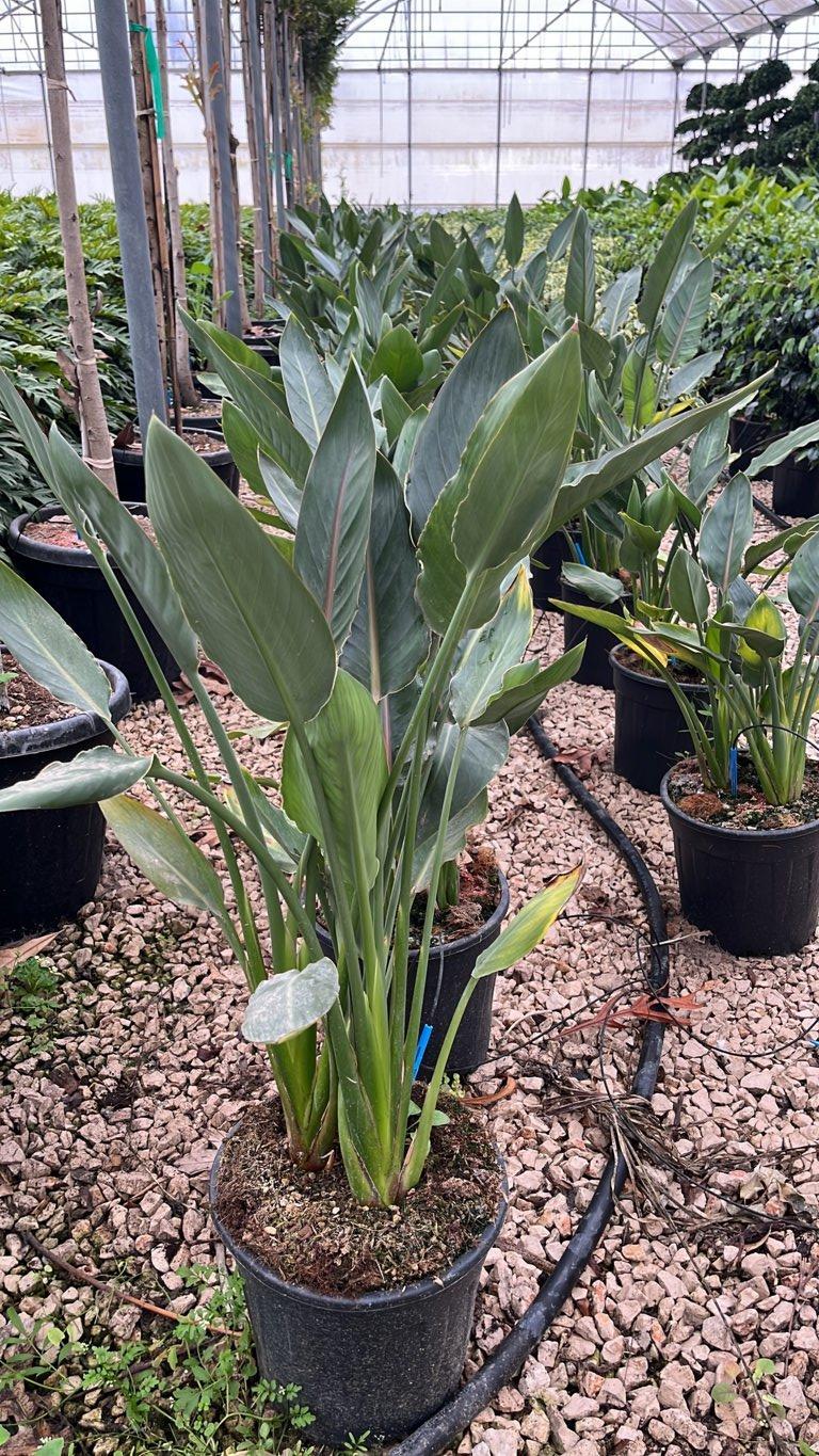 STRELITZIA REGINAE Uccello del paradiso