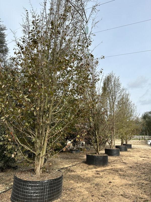 SYCOPARROTIA SEMIDECIDUA Sycoparrotia, Albero semideciduo ornamentale