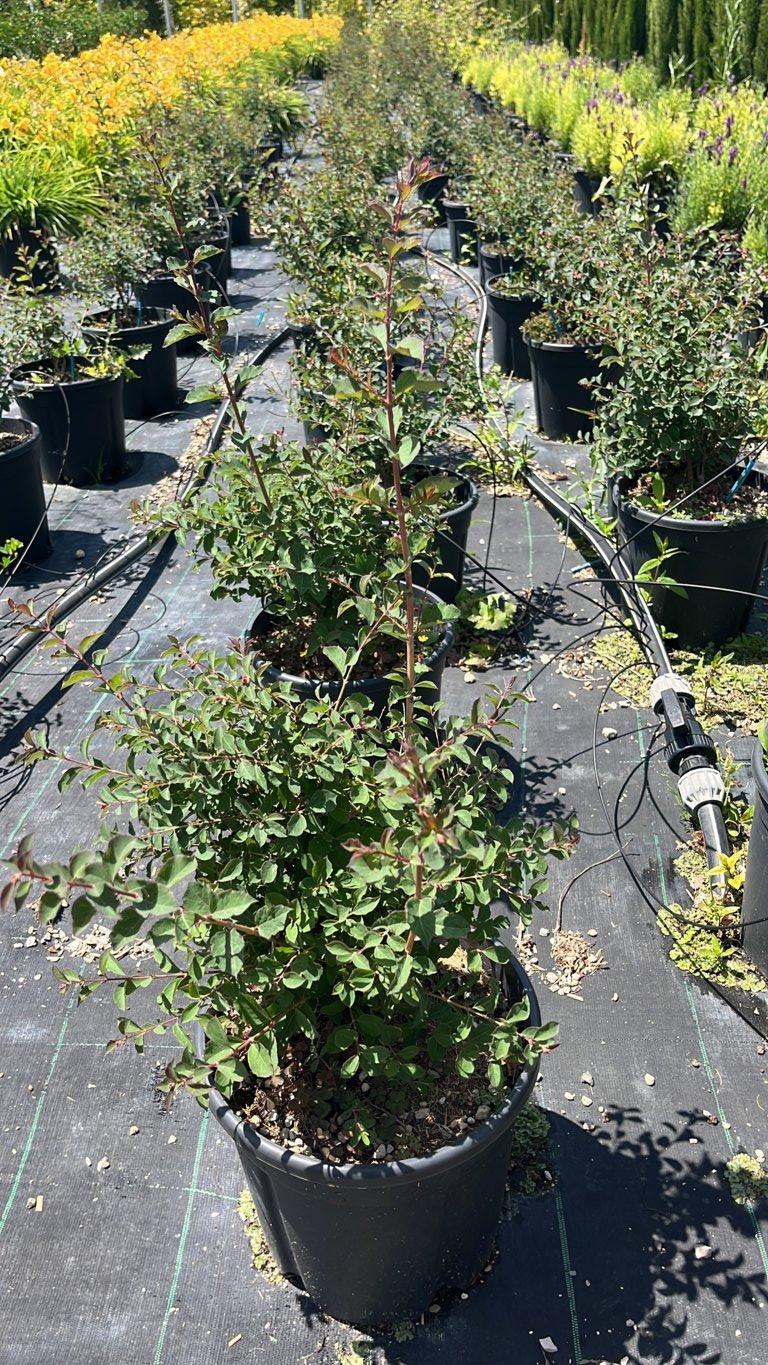 SYMPHORICARPOS X DOORENBOSII CANDY Sinforicarpo