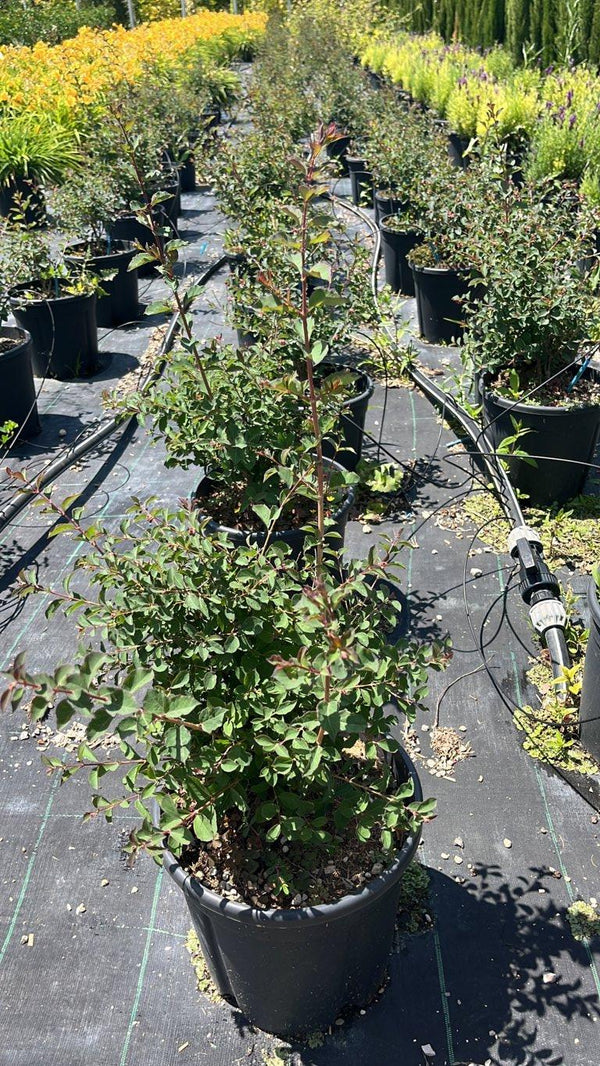 SYMPHORICARPOS X DOORENBOSII CANDY Sinforicarpo