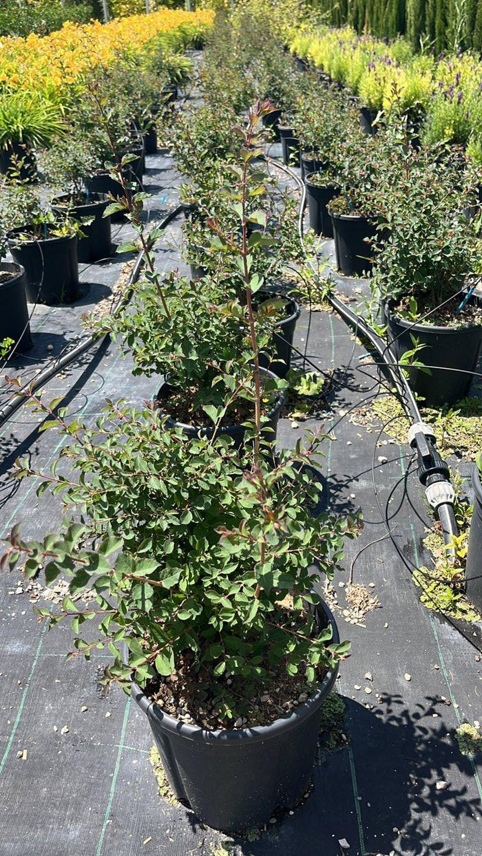 SYMPHORICARPOS X DOORENBOSII CANDY Sinforicarpo