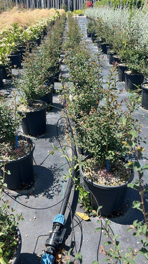 SYMPHORICARPOS X DOORENBOSII SWEET Sinforicarpo
