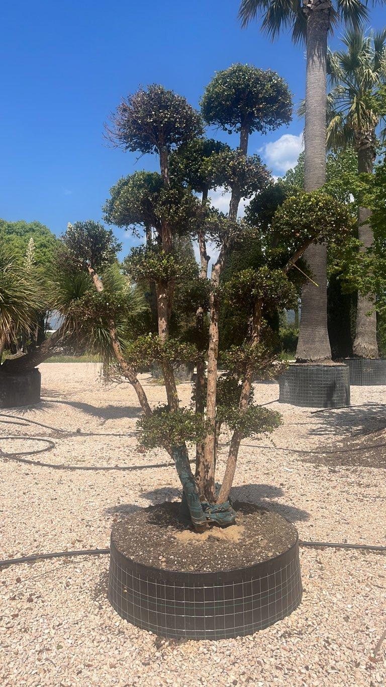 SYZYGIUM BUXIFOLIUM Syzygium