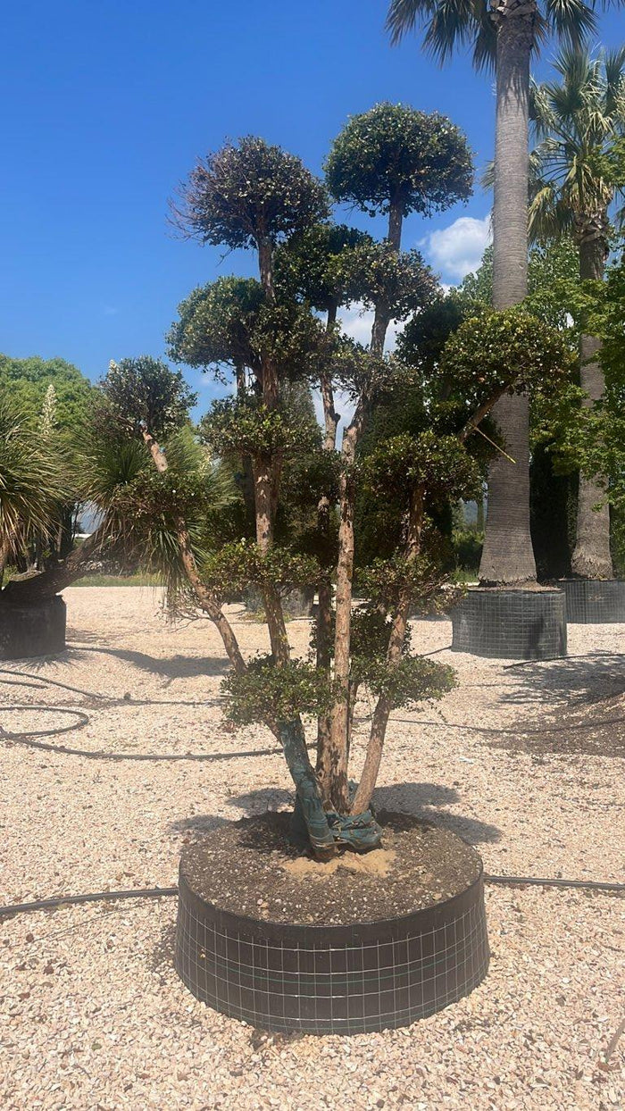 SYZYGIUM BUXIFOLIUM Syzygium