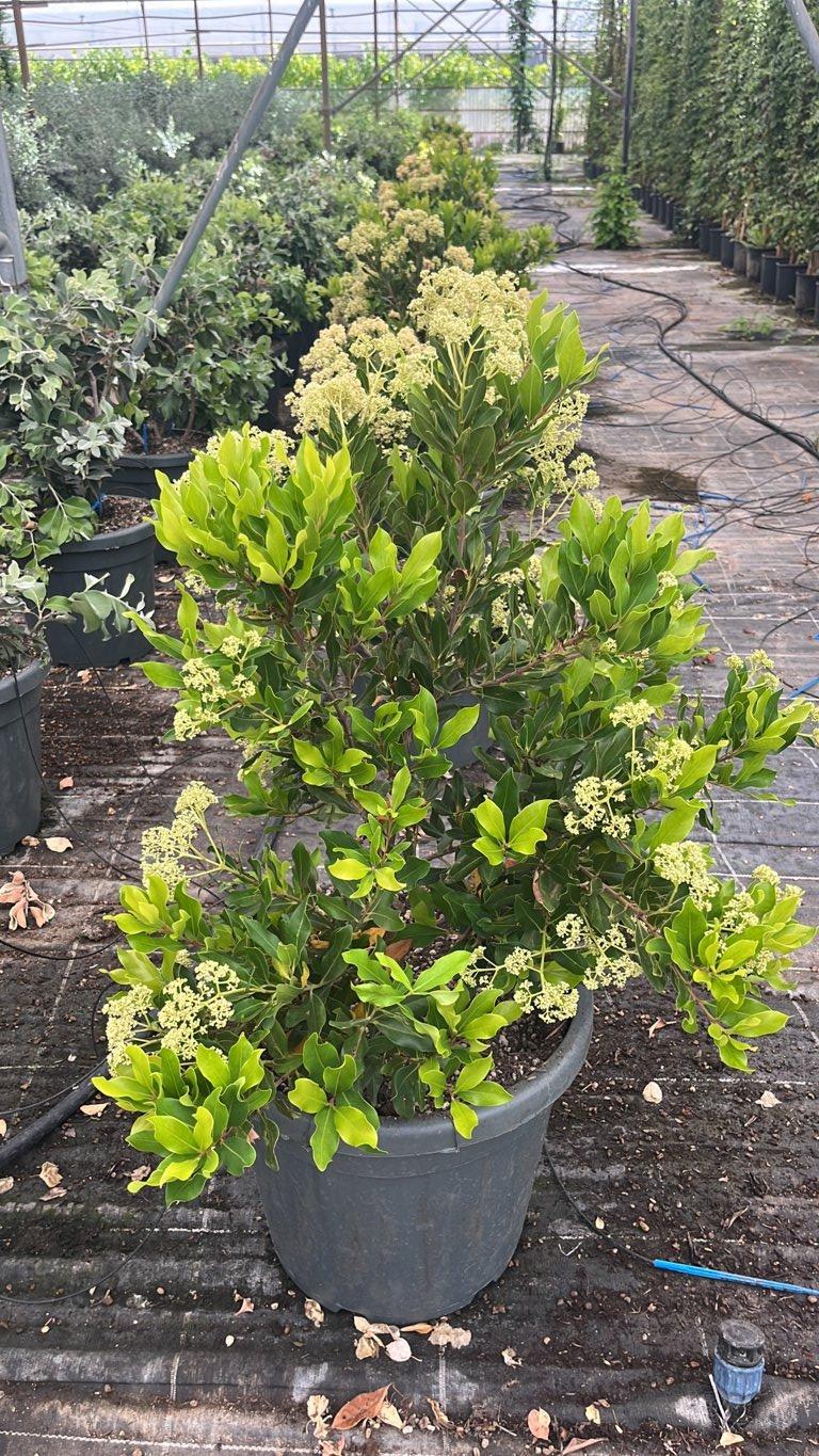 SYZYGIUM HEMILAMPRUM Syzygium