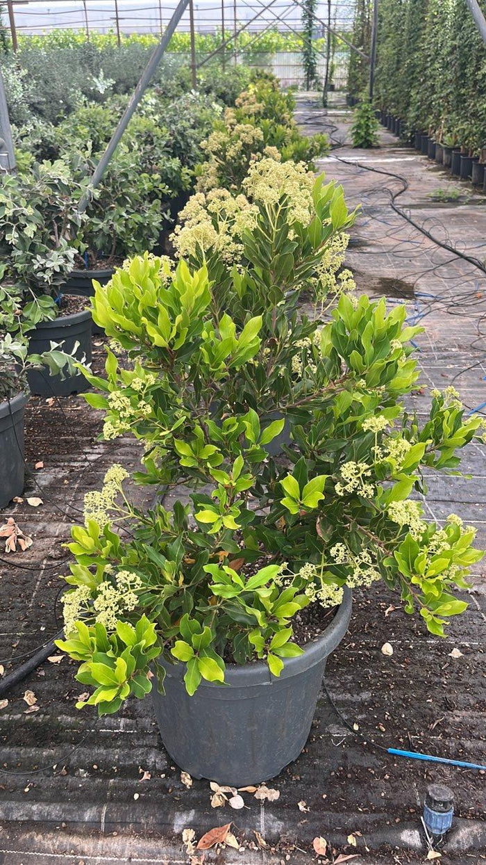 SYZYGIUM HEMILAMPRUM Syzygium