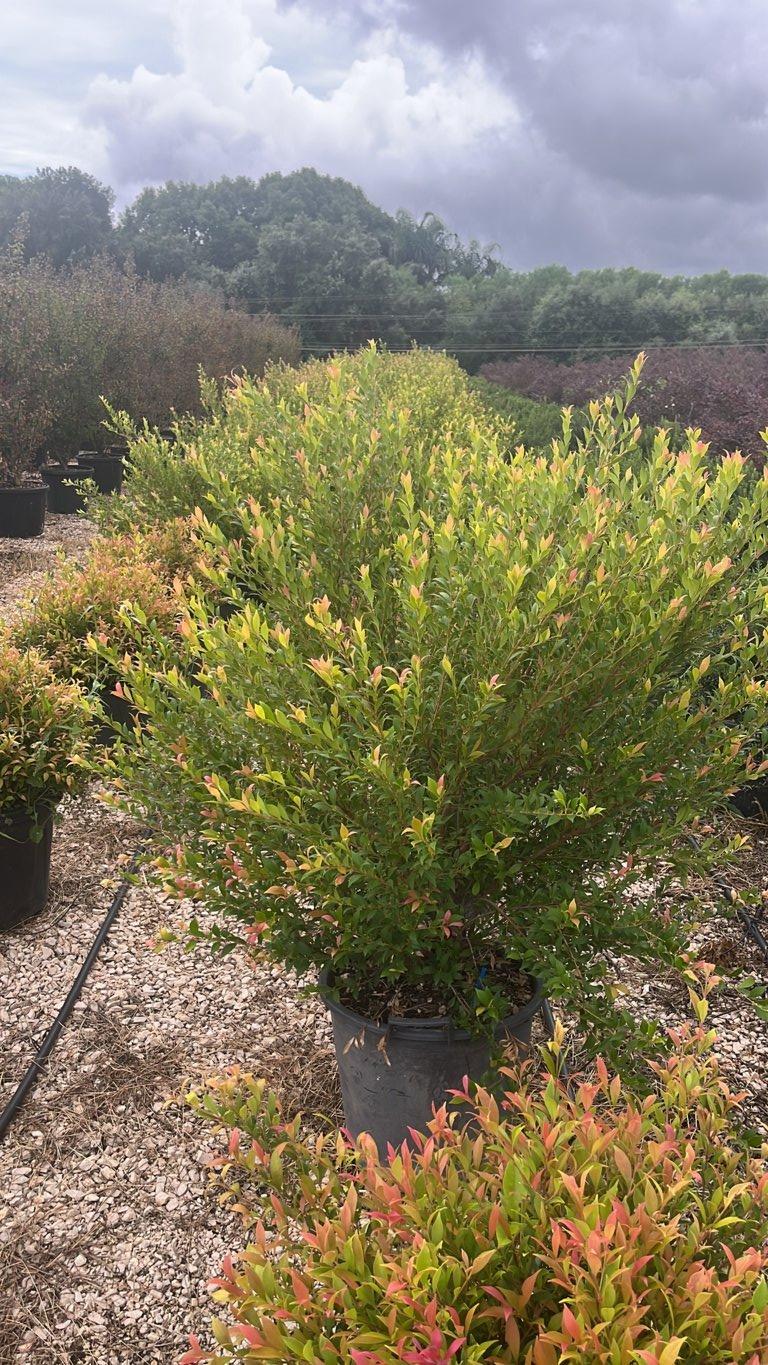 SYZYGIUM SMITHII GOLDEN DREAM Lillipilli dorato