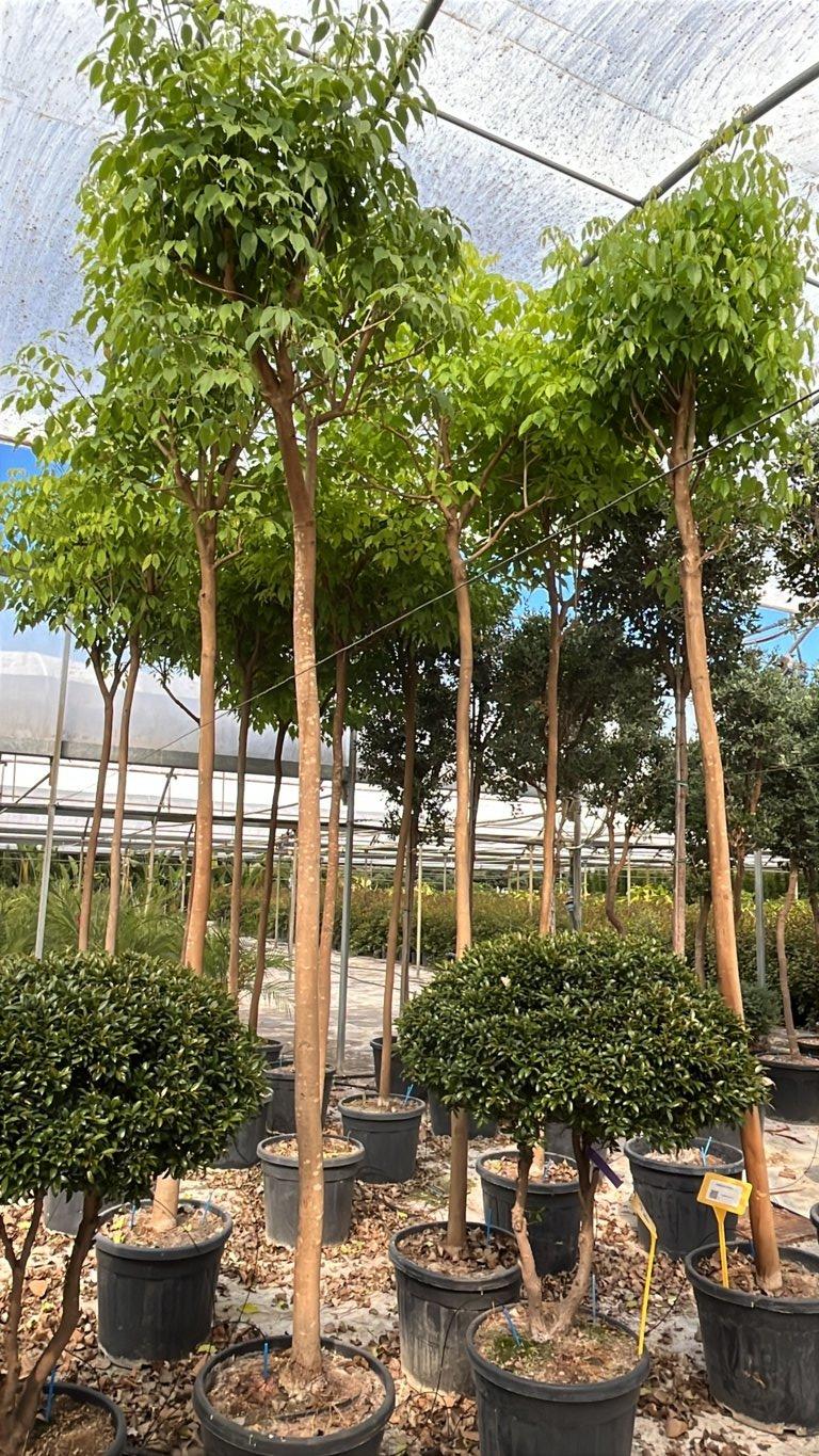 TABEBUIA ROSEA Tabebuia rosa