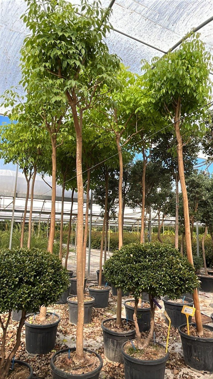 TABEBUIA ROSEA Tabebuia rosa