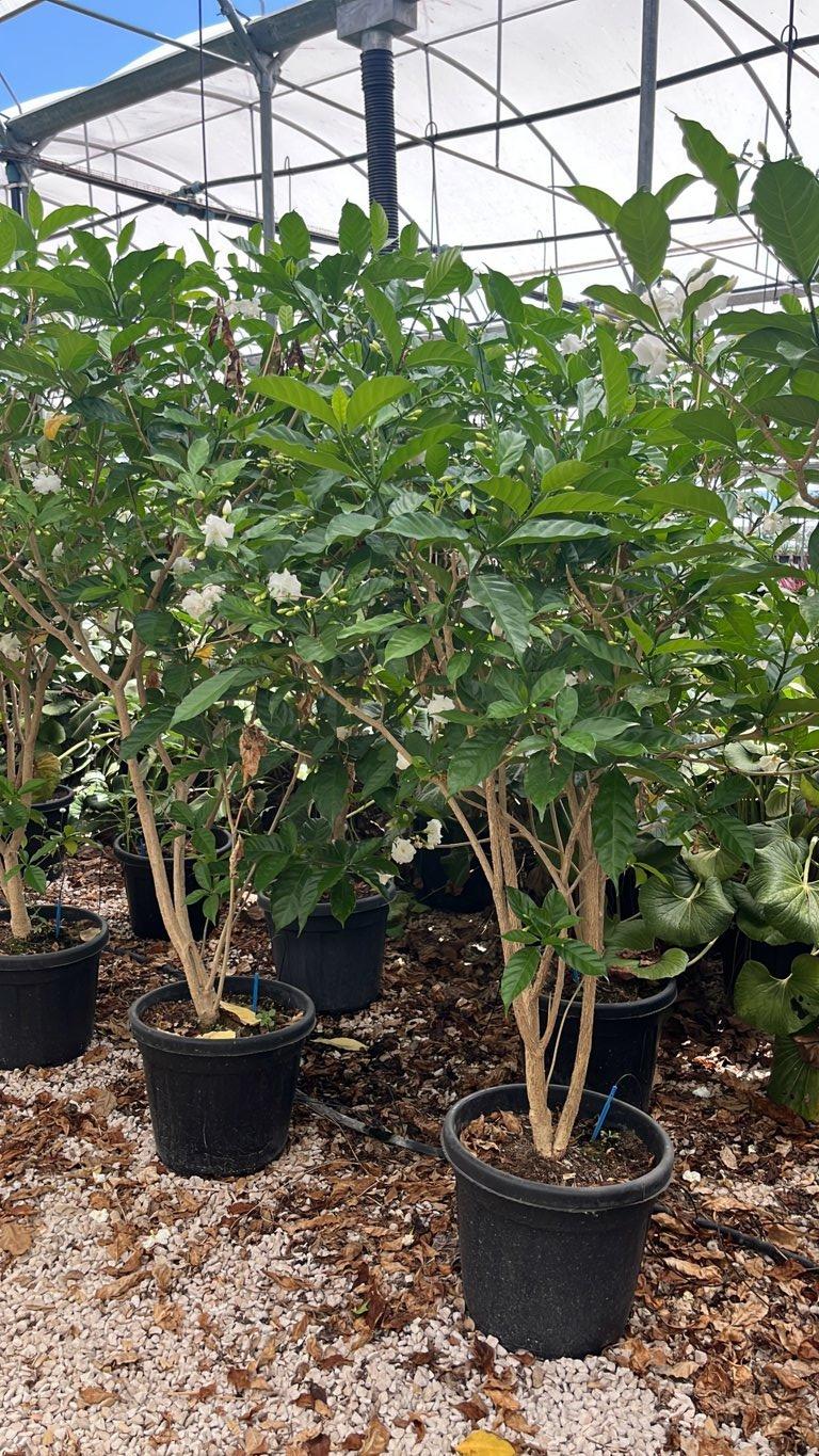 TABERNAEMONTANA DIVARICATA Gardenia indiana, Gelsomino crespo