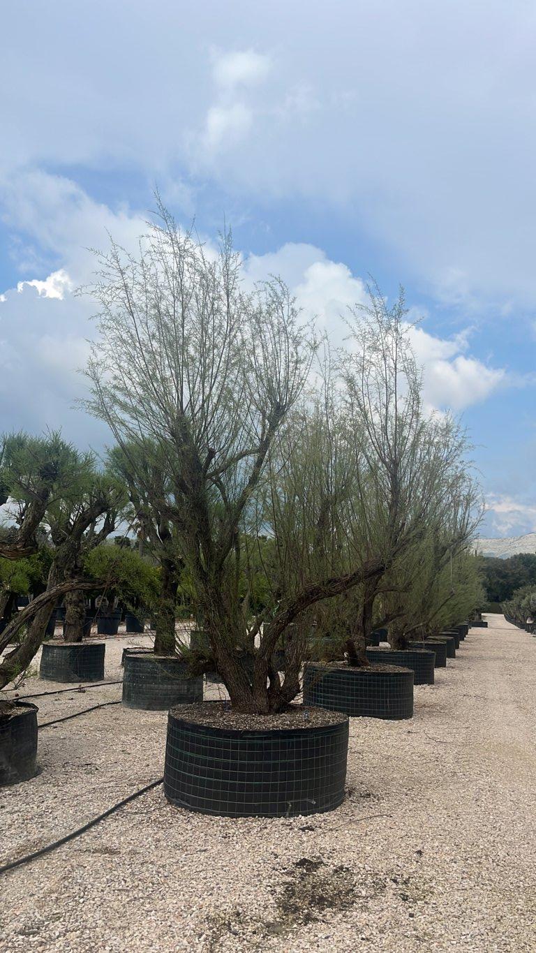 TAMARIX GALLICA Tamerice