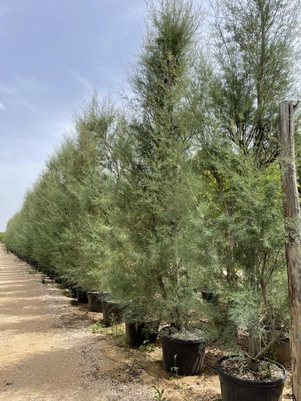 TAMARIX GALLICA