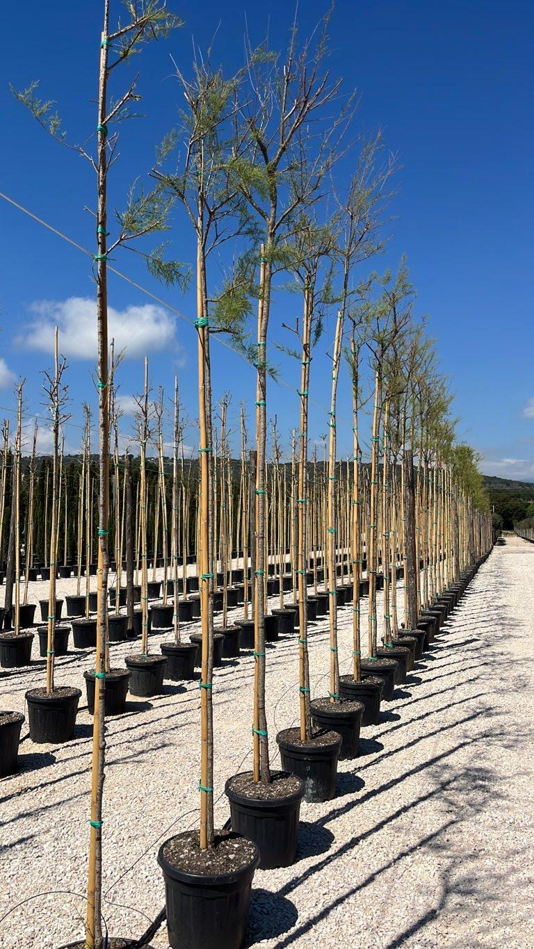 TAMARIX GALLICA Tamerice