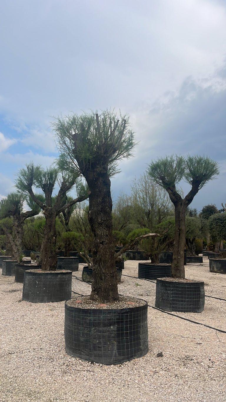 TAMARIX GALLICA Tamerice