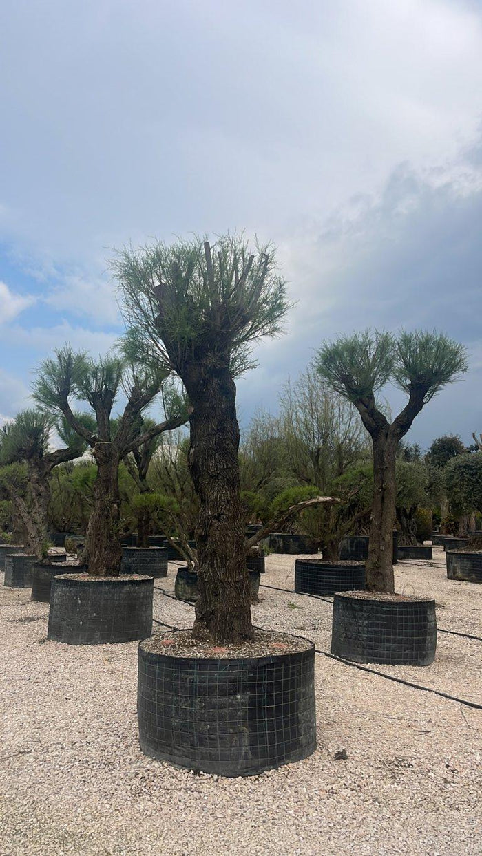 TAMARIX GALLICA Tamerice