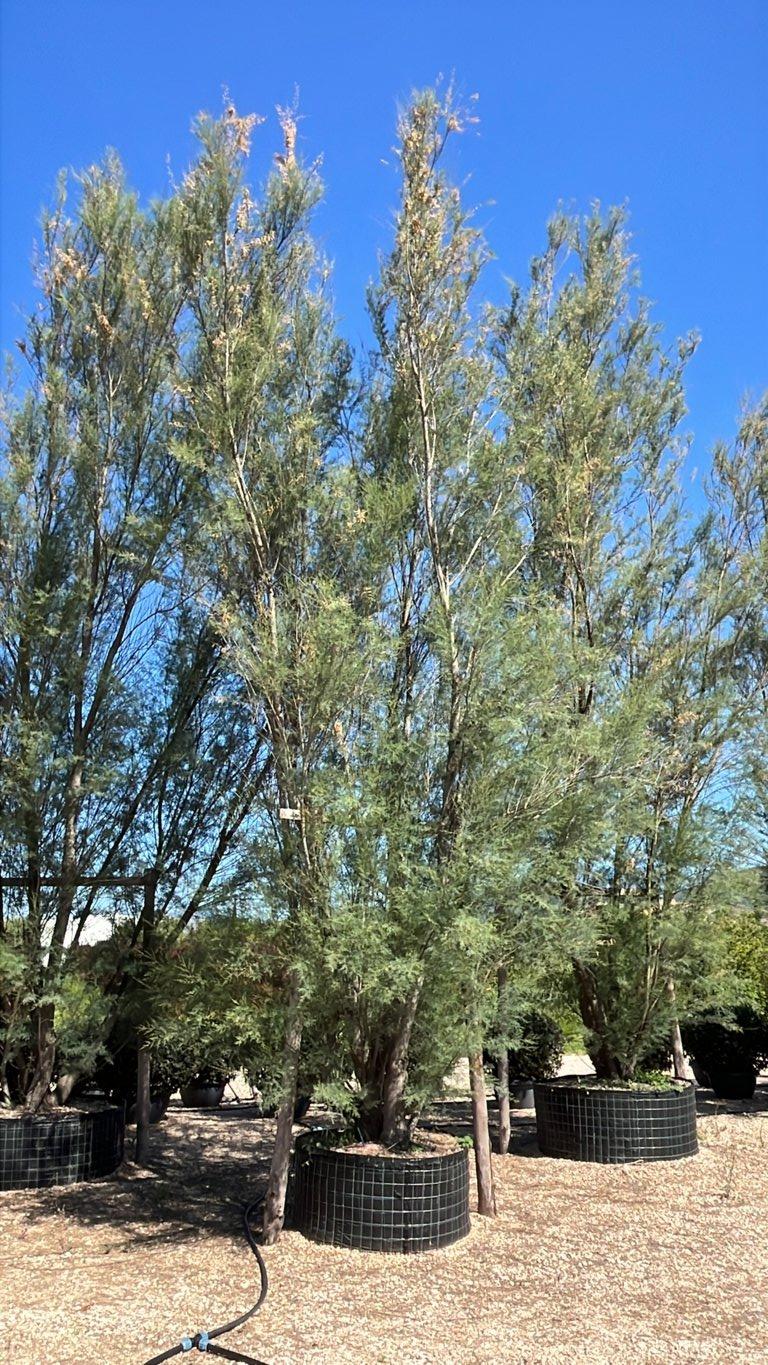 TAMARIX GALLICA Tamerice