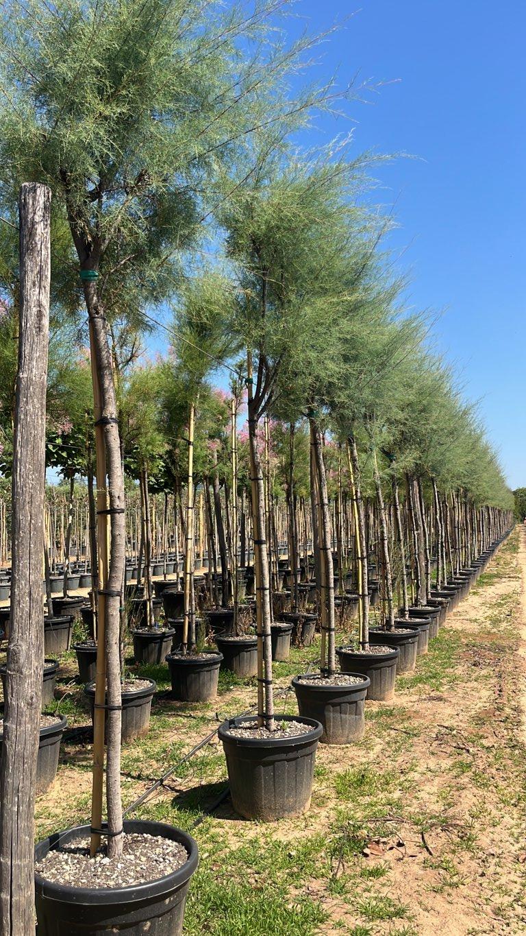 TAMARIX PENTANDRA Tamerice a cinque stami